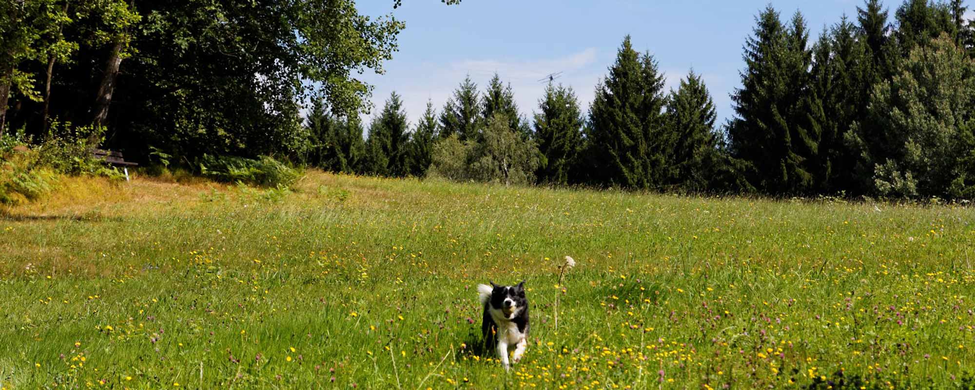 Endlos wandern in Drachselsried Bayerischer Wald